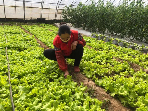 香港全年最全免费资料大全