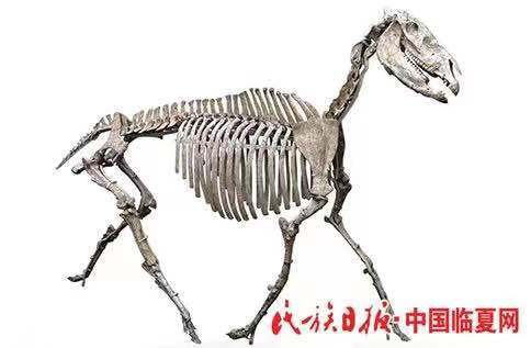 香港全年最全免费资料大全