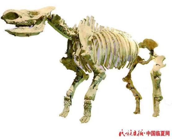 香港全年最全免费资料大全