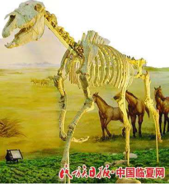 香港全年最全免费资料大全